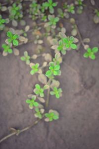 Close-up of plant growing on field