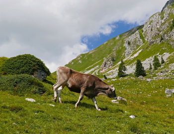 Grazing cow in a relaxing and bucolic setting