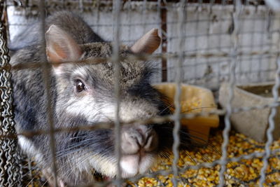 Portrait of sheep in cage