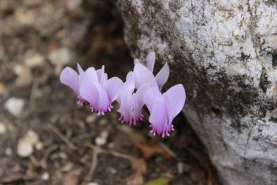 Close-up of purple crocus flowers