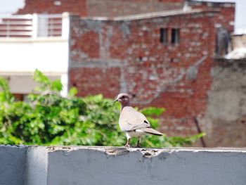 Bird perching on retaining wall against building