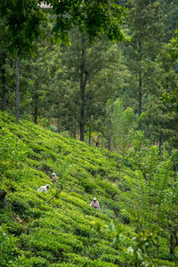 Tamil workers picking tea leaves in tea plantation, ella, sri lanka