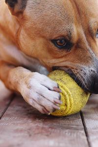 Close up of a dog biting a toy ball