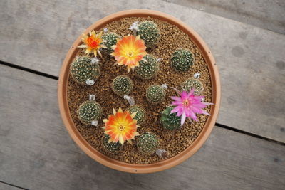 High angle view of potted plant on table