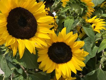 Close-up of sunflowers blooming outdoors