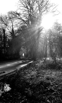 Sun shining through trees