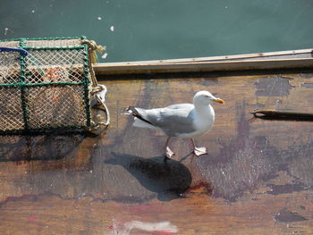 Seagulls perching on a lake