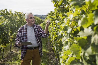 Senior man standing with tablet pc analyzing grape plant in vineyard