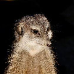 Close-up of meerkat
