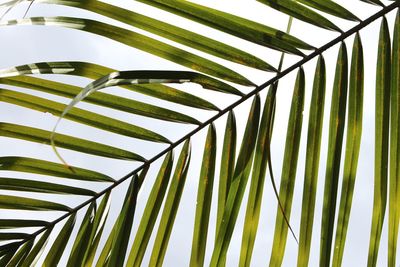 Low angle view of plants