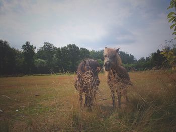 Horse on grassy field