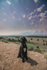 Dogs walking on field against sky