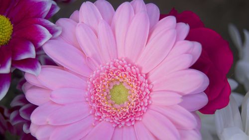 Close-up of pink flower