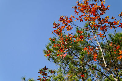 Low angle view of tree against clear sky