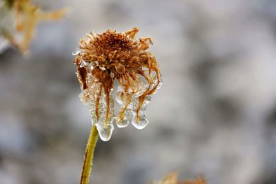 Close-up of frozen flower against blurred background