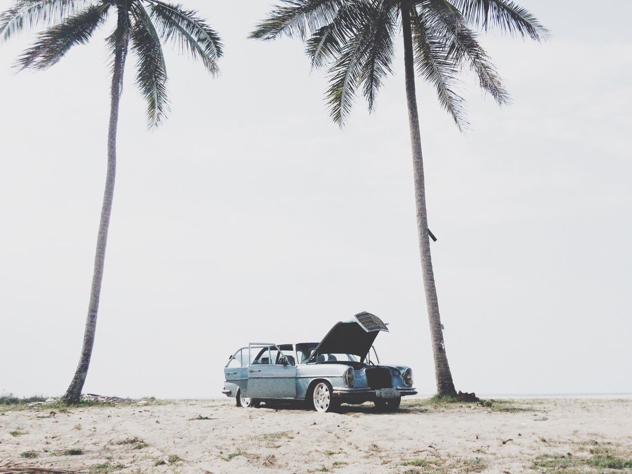 clear sky, leisure activity, lifestyles, men, transportation, tree, palm tree, mode of transport, full length, sand, sitting, riding, beach, copy space, land vehicle, bicycle, nature