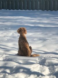 Cat sitting on snow covered field