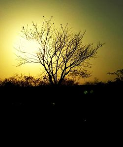 Silhouette of trees at sunset