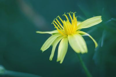 Close-up of yellow flower