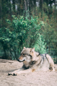 Side view of an animal on land