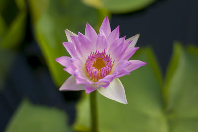 Lotus flower in the park