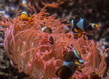 Close-up of fish swimming in sea
