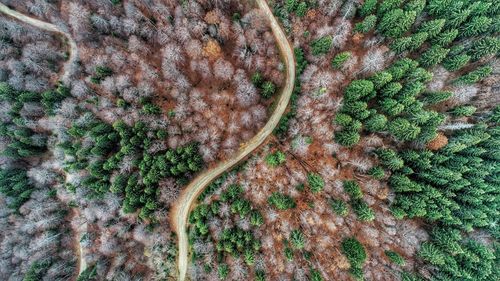 High angle view of trees growing on field