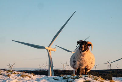 Sheep in front of wind turbine