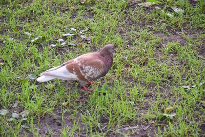 High angle view of bird on field