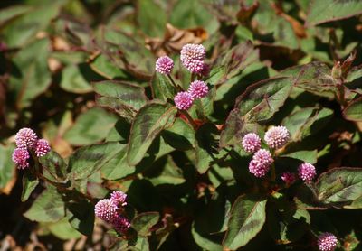 Close-up of pink flowering plant