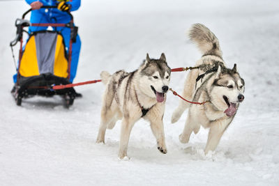 Husky sled dog racing. winter dog sport sled team competition. siberian husky dogs pull sled