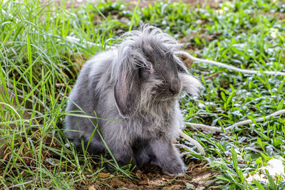 View of a rabbit sitting on field