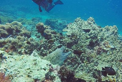 Fish swimming in sea