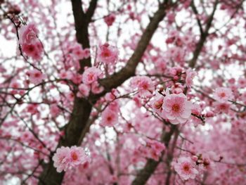 Low angle view of cherry blossoms in spring