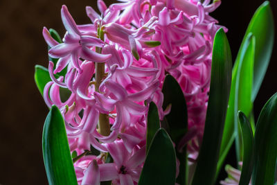 Close-up of pink flowering plant
