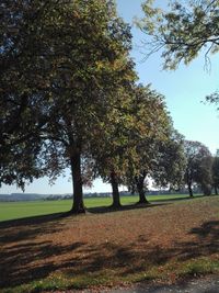 Trees on field against sky