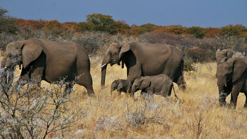 View of herd elephant on land