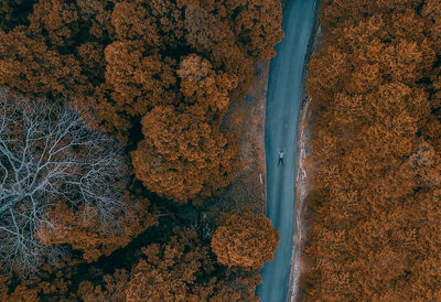 High angle view of autumnal by trees
