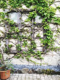 Plants growing on tree trunk