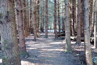 View of trees in forest