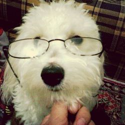 domestic animals