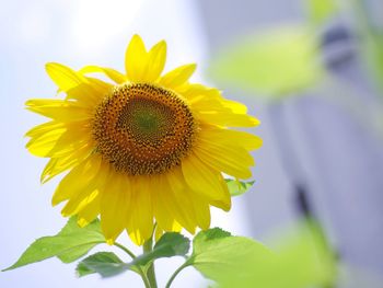 Close-up of sunflower