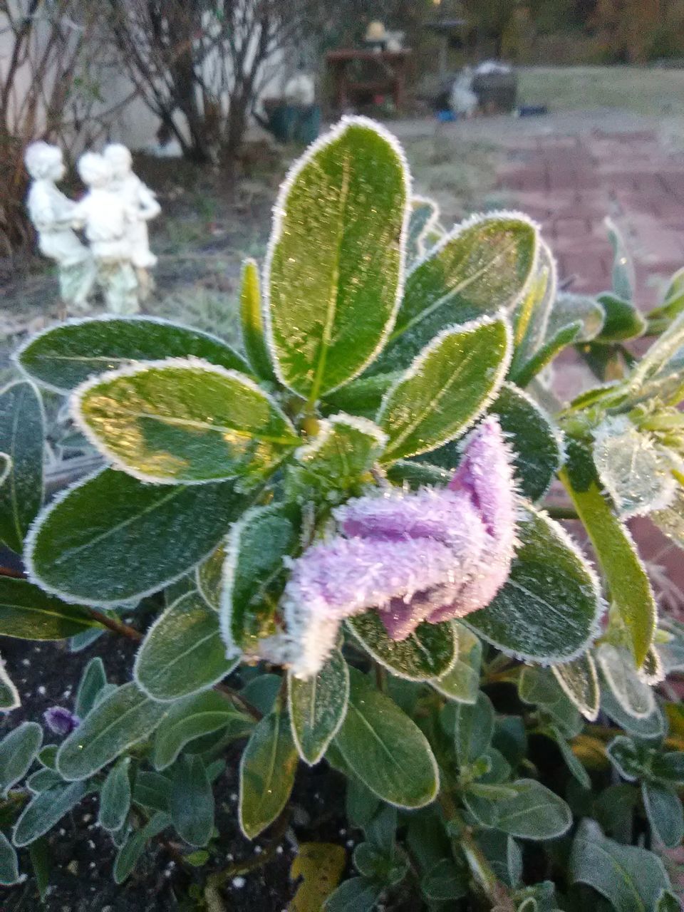 HIGH ANGLE VIEW OF PLANT ON SNOW