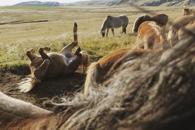 Horses in a field