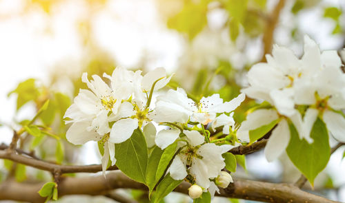 Tender crab apple white flowers, malus baccata, under sunlight at spring blooming season