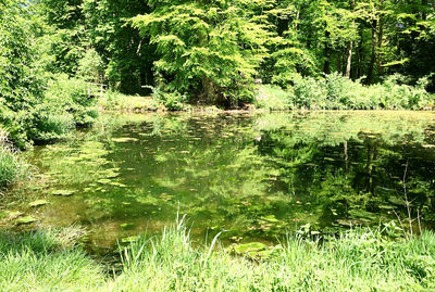 Scenic view of lake in forest