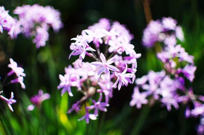 Close-up of purple flowering plants