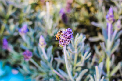 Close-up of purple flowering plant