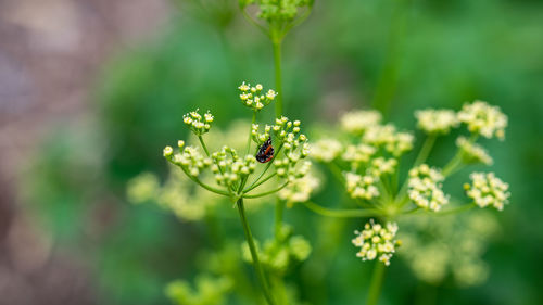 Close-up of insect on flower