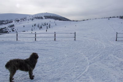 Dog on snow covered land